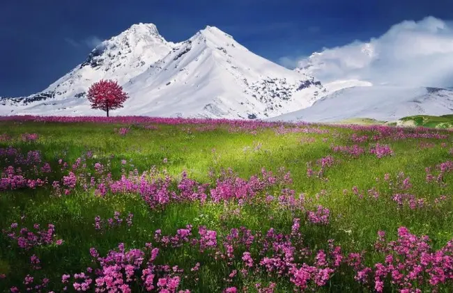 Высокие горы с цветущими лугами АСМР