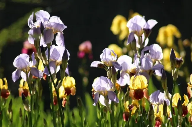 cvetut-cvety-irisy