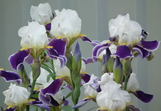 fioletovye-cvety-irisy