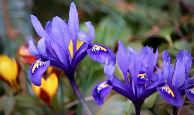 pestrye-cvety-irisy