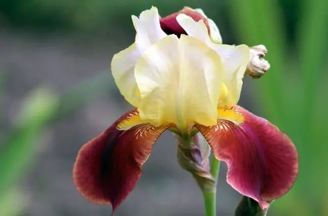 krasnyj-cvetok-iris