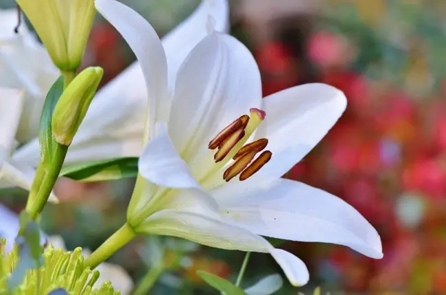 foto-beloj-lilii