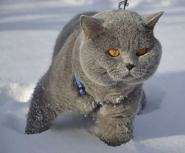 Серый кот с желтыми глазами идет по глубокому снегу на поводке