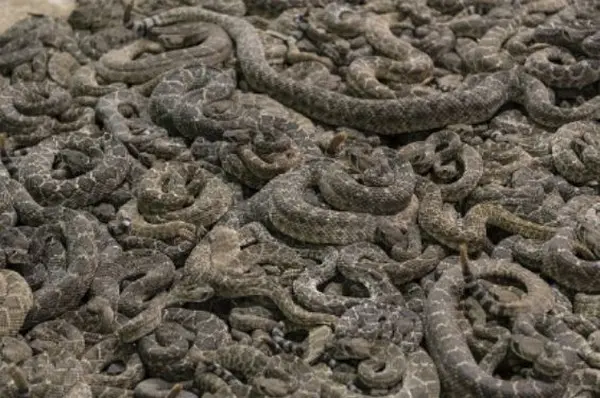 Большое количество серых вьющихся ядовитых змей